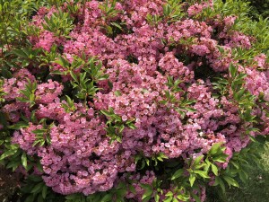 mountain laurel