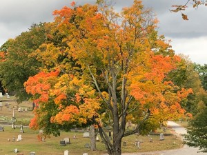 Autumn tree Hope Cemetery